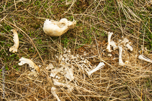 skuul and the bones of animal in the grasses