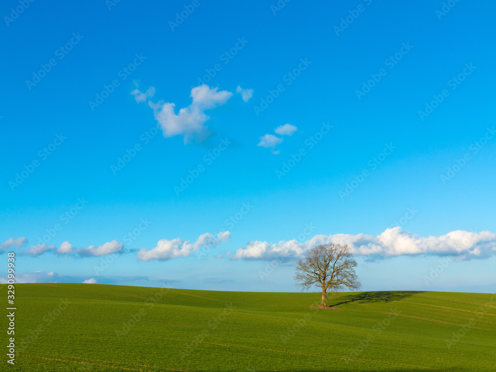 Fototapeta premium ein einsamer baum steht auf einem gewellten grünen feld in winterlicher landschaft