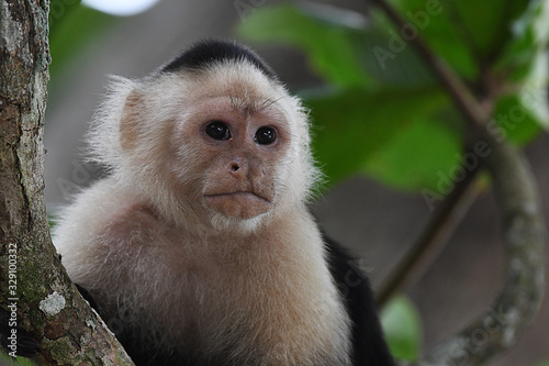 White-faced Capuchin in a tree