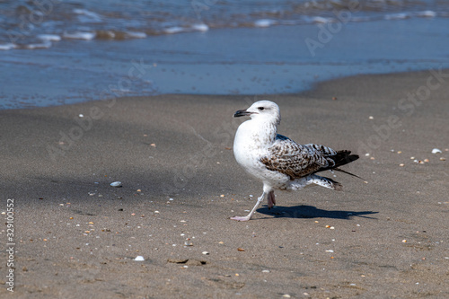 Detailed portrait of   Yellow-legged gull (larus michahellis) photo