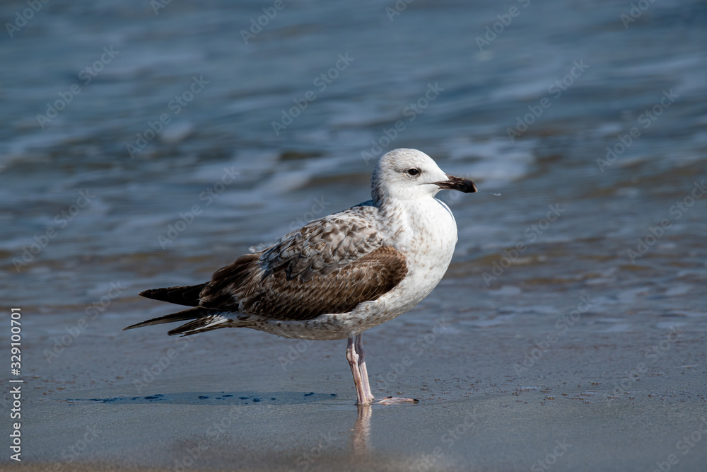 Detailed portrait of Yellow-legged gull (larus michahellis) Detailed portrait of Yellow-legged gull (larus michahellis)
