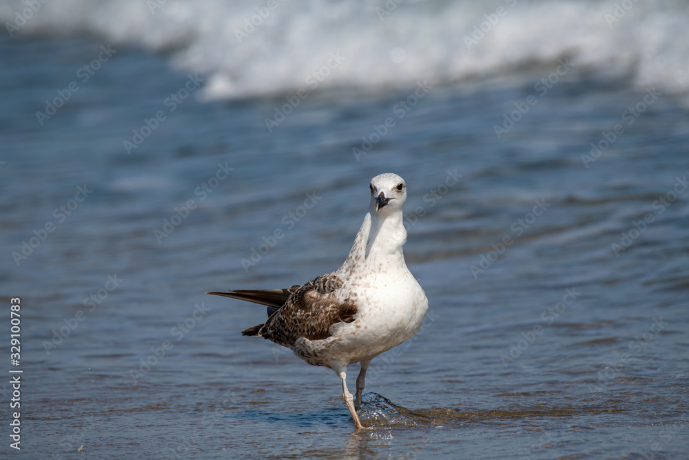 Detailed portrait of Yellow-legged gull (larus michahellis) Detailed portrait of Yellow-legged gull (larus michahellis)
