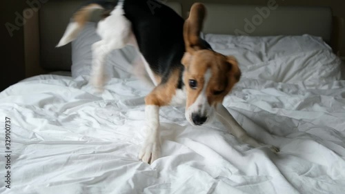 Funny cute dog beagle jumping on a white bed in bedroom