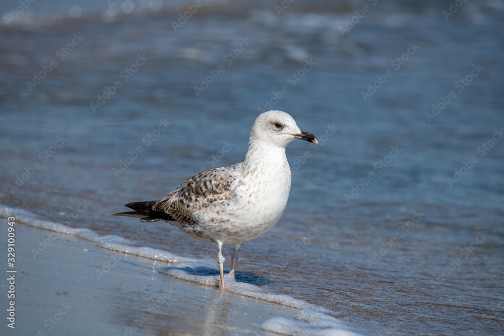 Detailed portrait of Yellow-legged gull (larus michahellis) Detailed portrait of Yellow-legged gull (larus michahellis)
