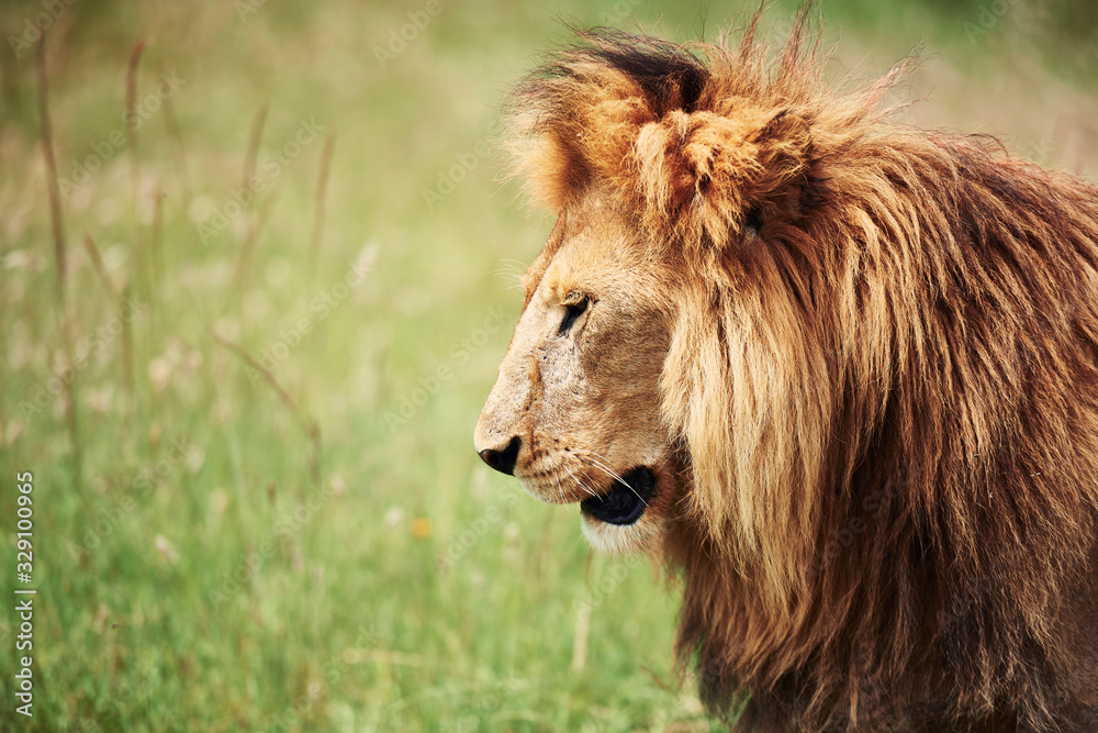 Side view of big lion in nature Side view of big lion in nature
