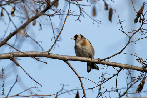 Perching Goldfinch (Carduelis carduelis) in early winter