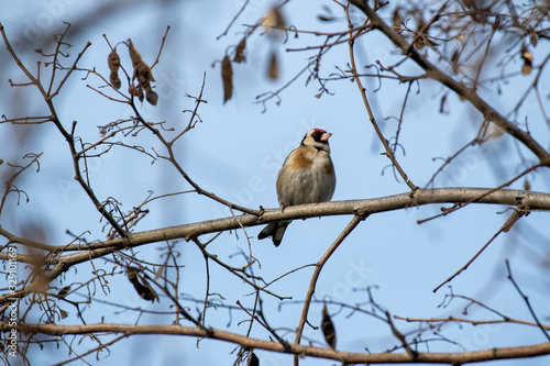 Perching Goldfinch (Carduelis carduelis) in early winter