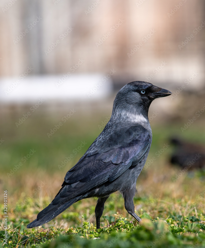 The western jackdaw (Corvus monedula) on the green grass The western jackdaw (Corvus monedula) on the green grass