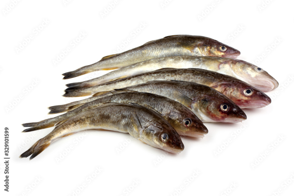 Saffron cod Saffron cod