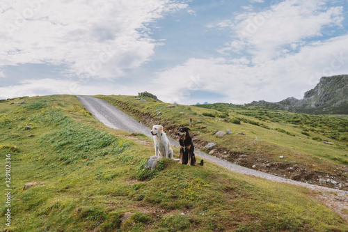 Photography Pretty dogs resting in the mountains next to a road on a sunny day in Asturias,