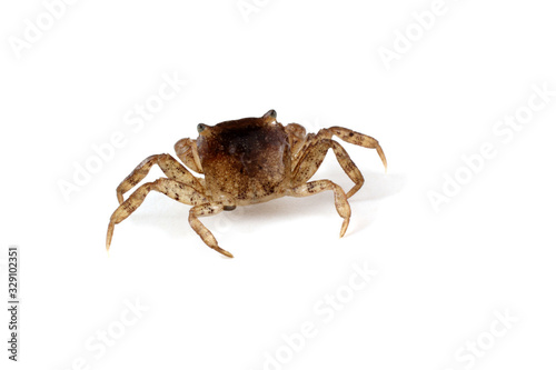 Little crab