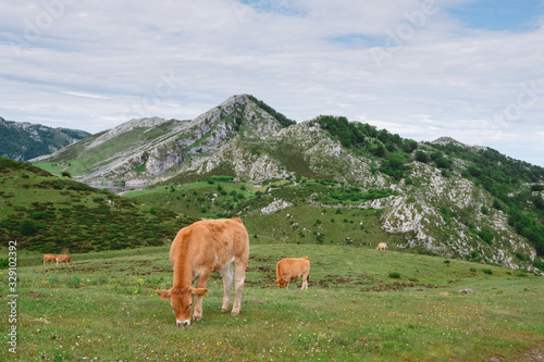 Cows eating grass in the mountains on a nice day in Asturias, Spain