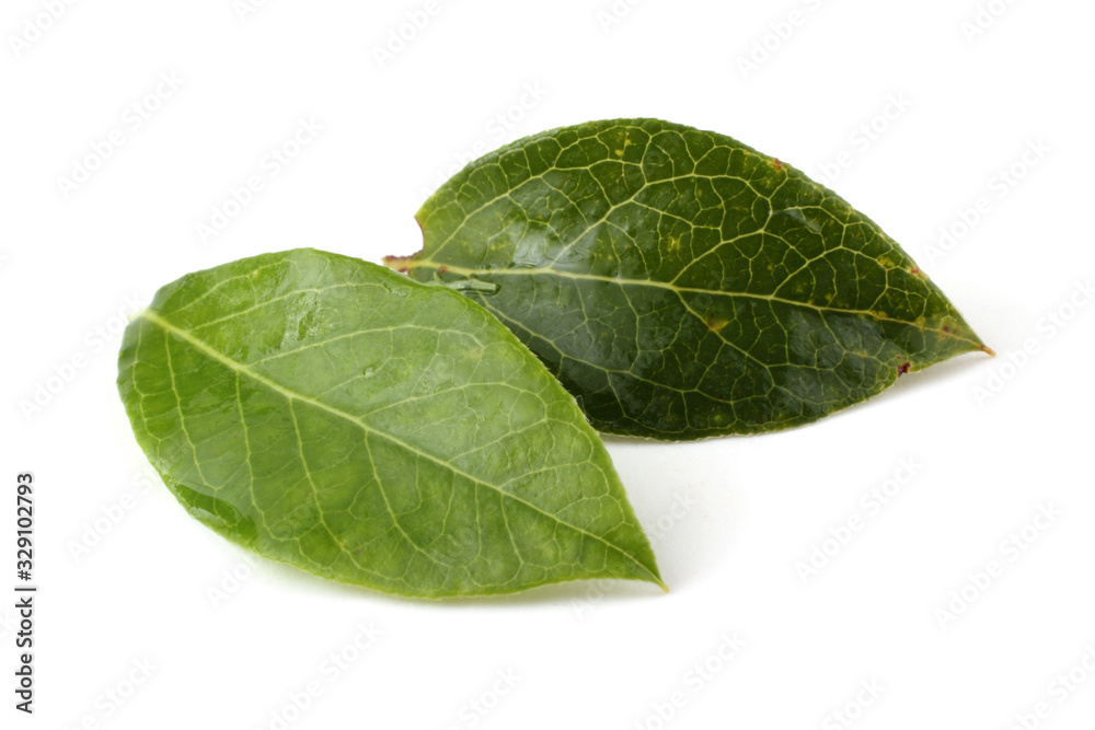 Obraz premium Blueberry and leaf