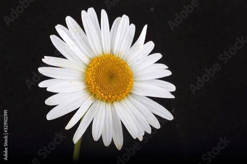 White chamomile on black background