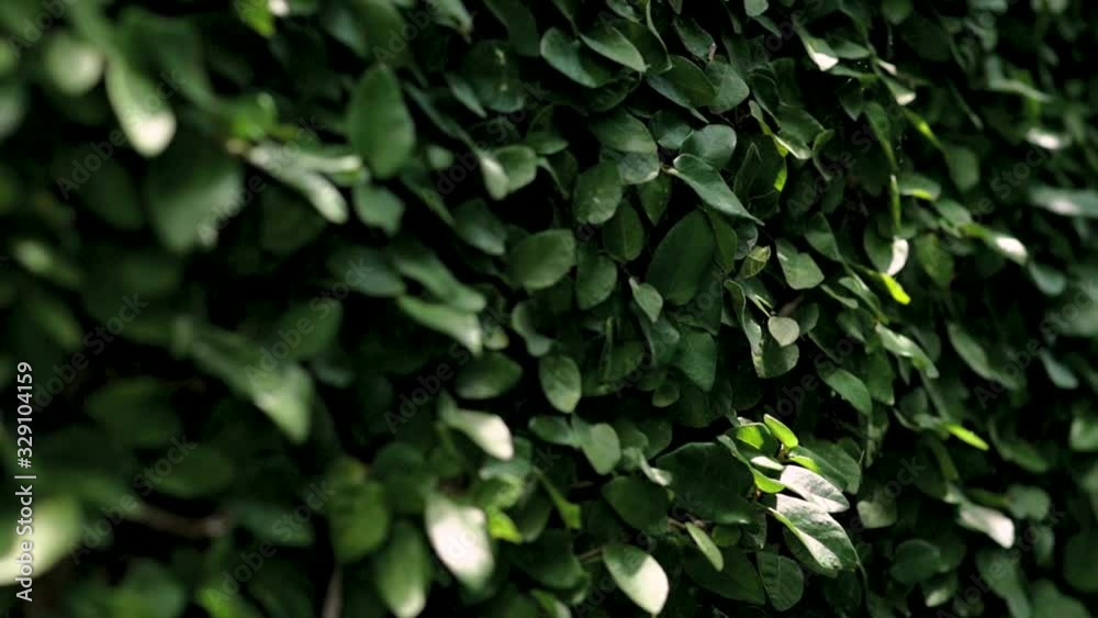 Forged fence and green leaves exterior. Automated gate system opens ...