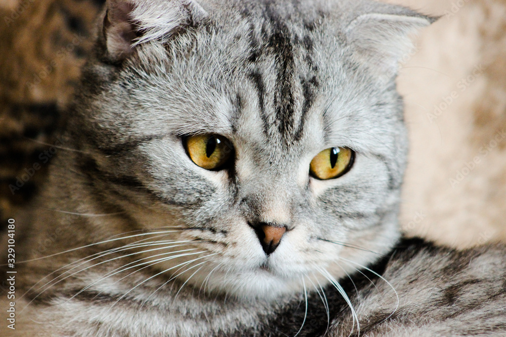 Portrait of grey scottish fold cat. Tabby shorthair kitten. Beautiful background for wallpaper, cover, postcard. Surprised cat with big yellow wide open eyes on bright background. Isolated, closeup.