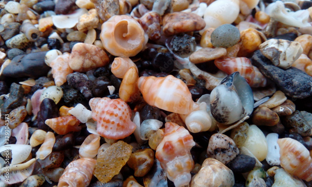 A picture of shells. I clicked picture near by Beach. This picture includes shells, sea stones and pebbles. A picture of shells. I clicked picture near by Beach. This picture includes shells, sea stones and pebbles.