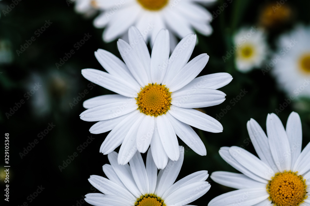 Obraz premium Wild daisy flowers growing on meadow. Meadow with lots of white and pink spring daisy flowers. panoramic spring web banner.