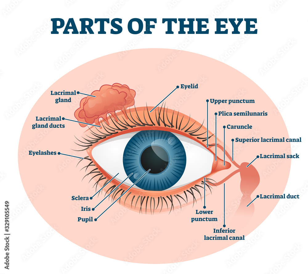 Parts of the eye, labeled vector illustration diagram - obrazy, fototapety, plakaty 