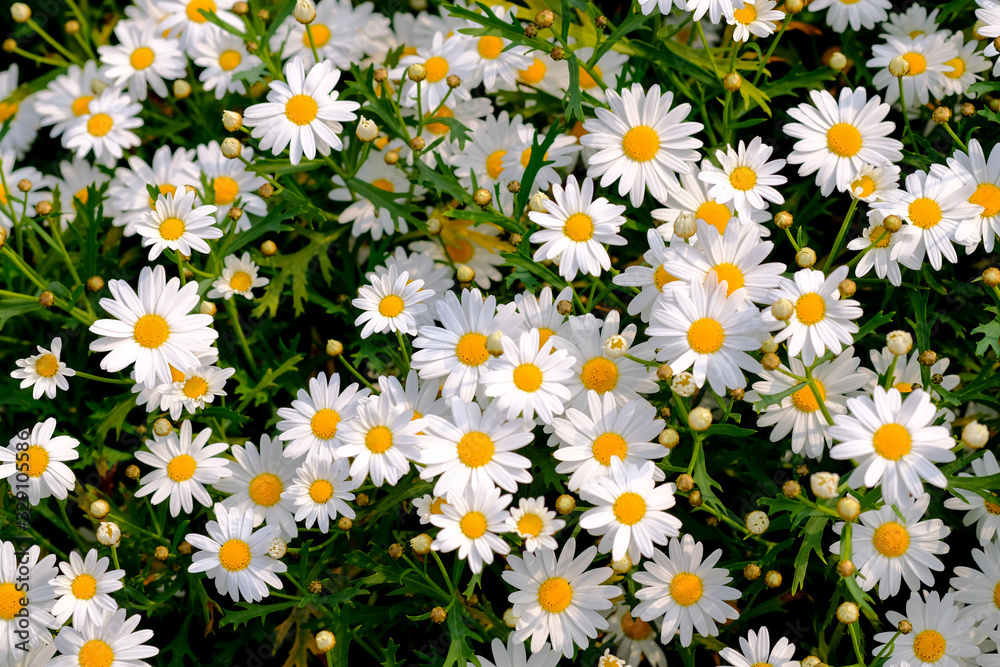 Wild daisy flowers growing on meadow. Meadow with lots of white and pink spring daisy flowers. panoramic spring web banner. Wild daisy flowers growing on meadow. Meadow with lots of white and pink spring daisy flowers. panoramic spring web banner.