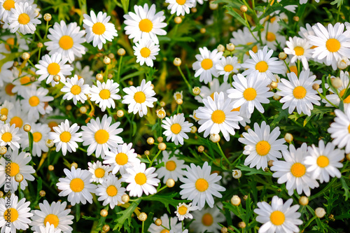 Fototapeta Naklejka Na Ścianę i Meble -  Wild daisy flowers growing on meadow. Meadow with lots of white and pink spring daisy flowers. panoramic spring web banner.