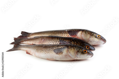 Pelengas (So-iny mullet)