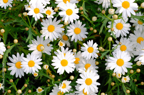 Wild daisy flowers growing on meadow. Meadow with lots of white and pink spring daisy flowers. panoramic spring web banner.