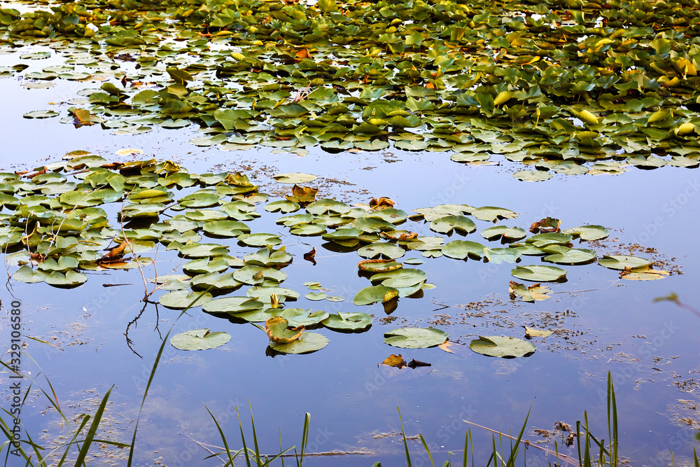 Reed plants and water lily leaves at the lake. Large flat leaves of water lilies are on the surface of the lake water Reed plants and water lily leaves at the lake. Large flat leaves of water lilies are on the surface of the lake water