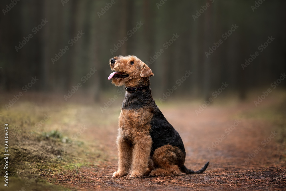 airedale terrier dog in a collar sitting in the forest airedale terrier dog in a collar sitting in the forest