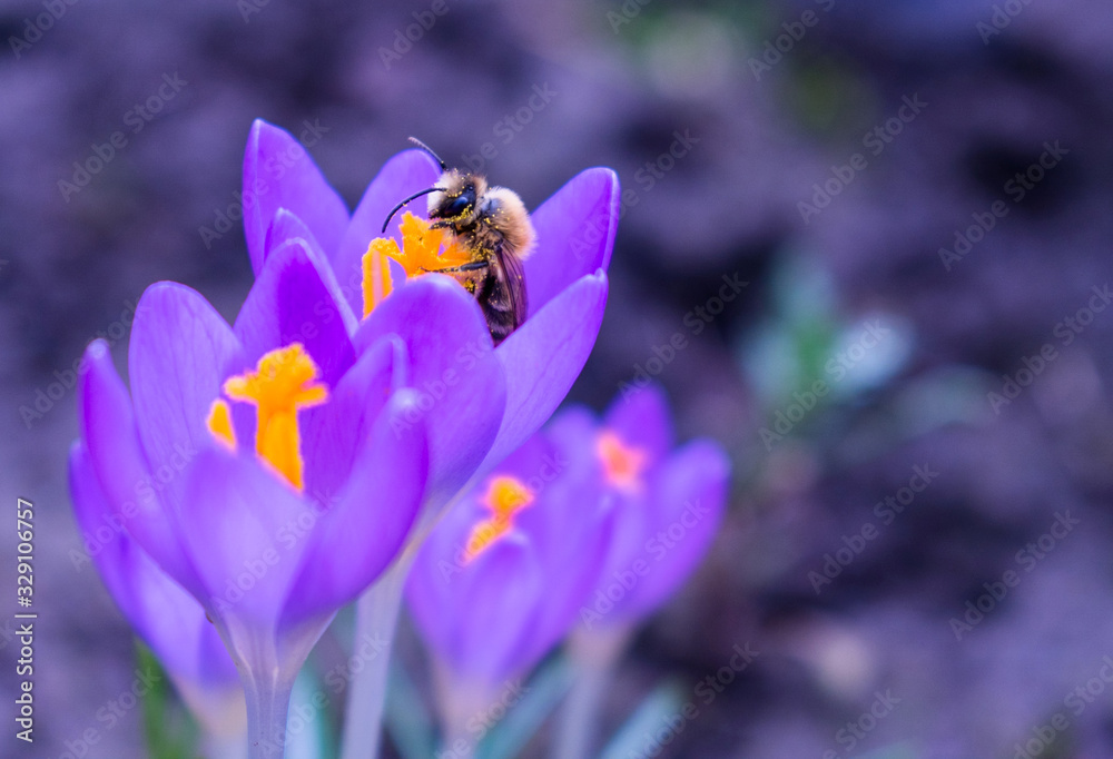 Fototapeta premium A bee collects pollen on a delicate crocus flower.
