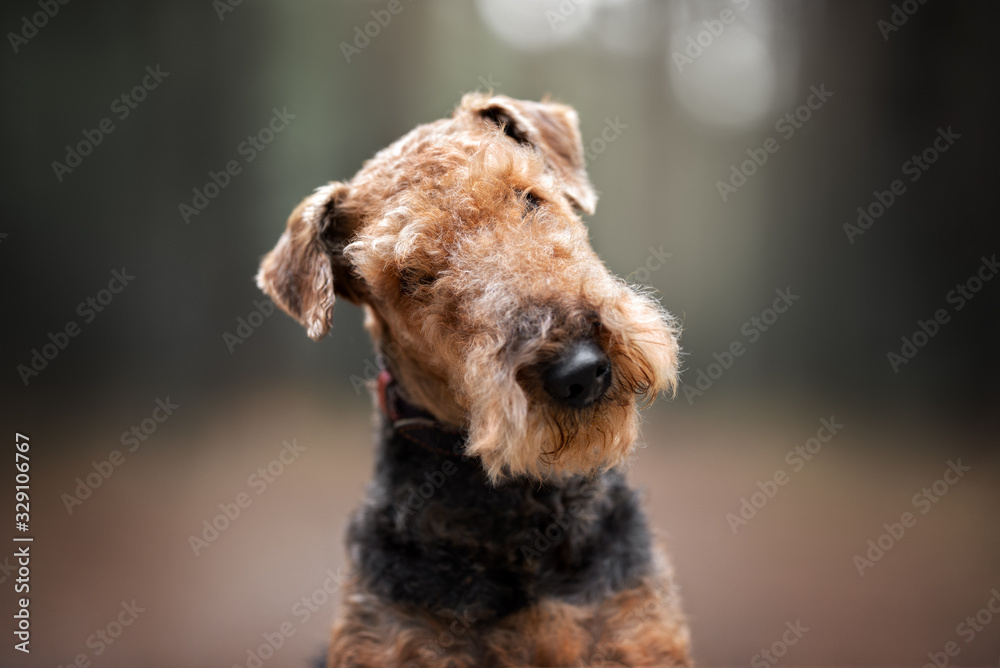 airedale terrier dog portrait outdoors in spring airedale terrier dog portrait outdoors in spring