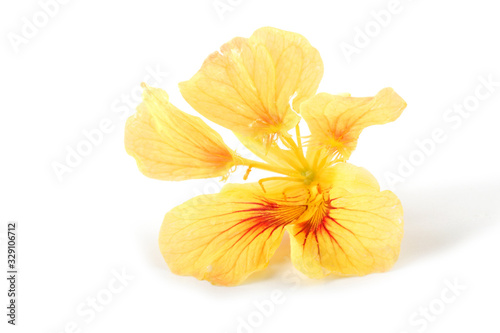 Nasturtium flower