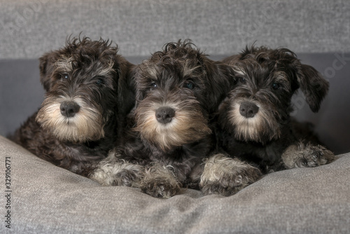 three miniature schnauzer puppies laying on the sofa.