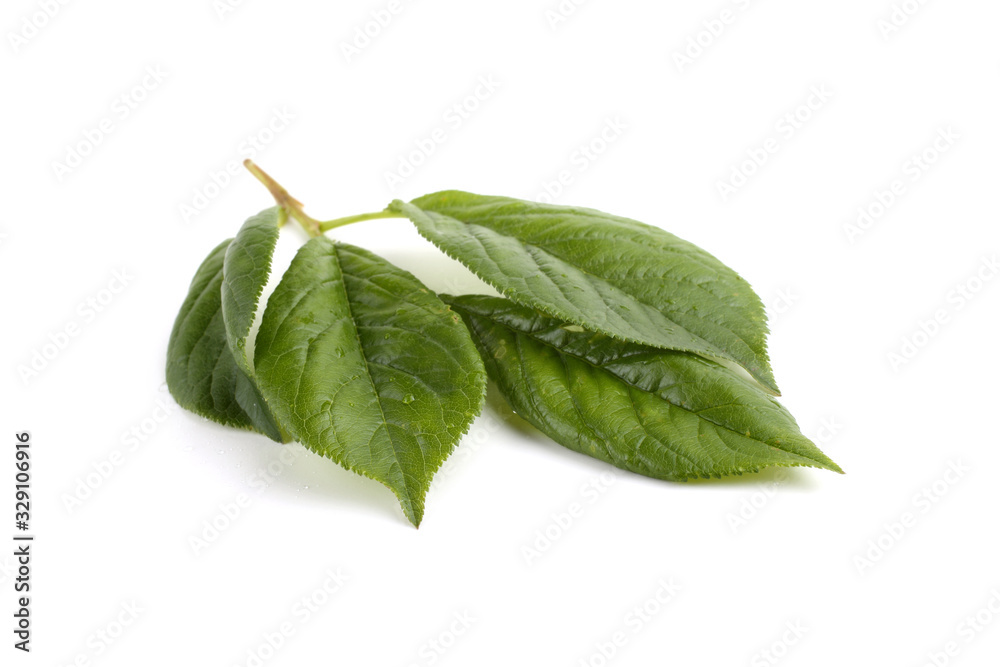 Obraz premium Plum leaves