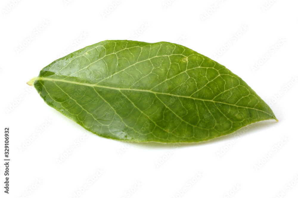 Obraz premium Blueberry leaf