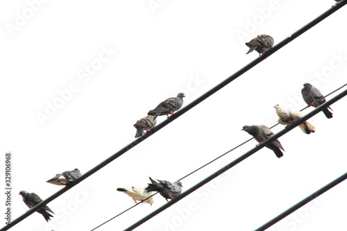 photo shooting from under of many birds sitting on cable