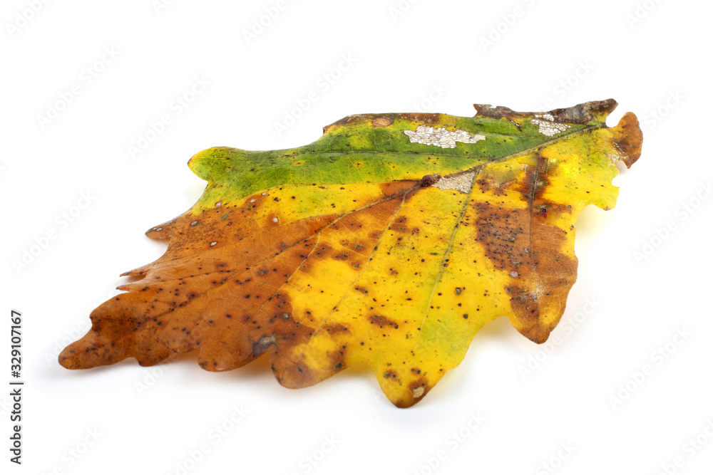 Naklejka premium Autumn oak leaf