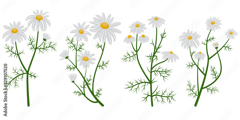 Chamomile vector set. Daisies in cartoon style isolated on white background.