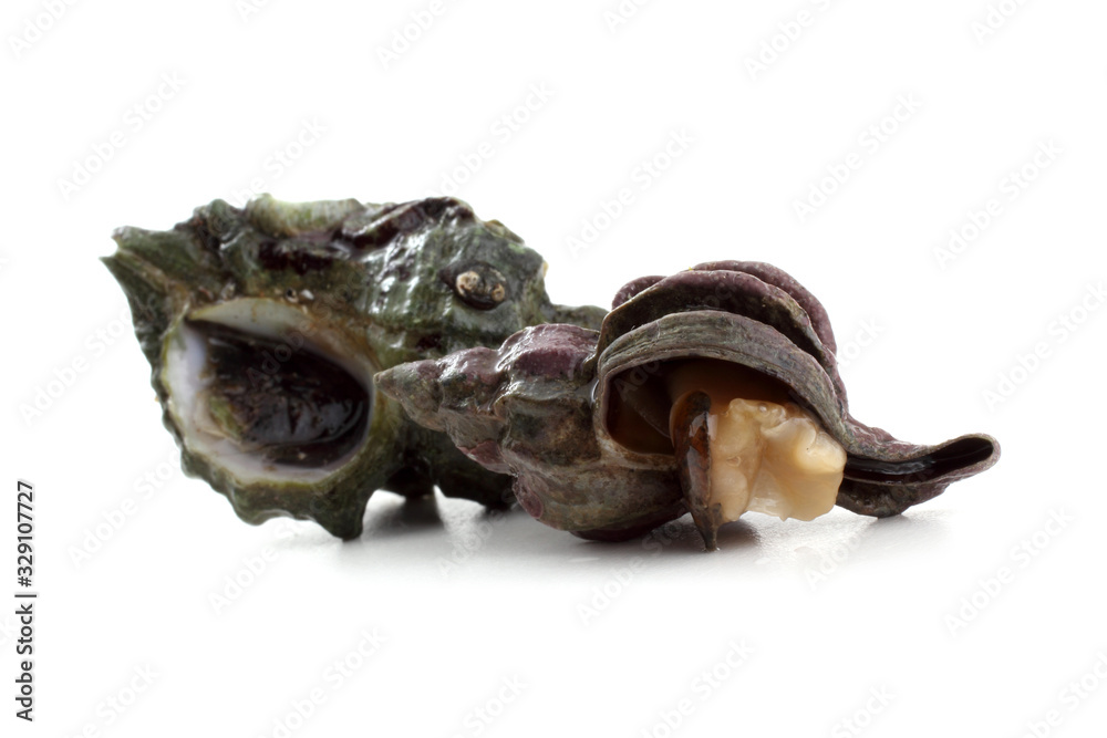 Naklejka premium Sea snails