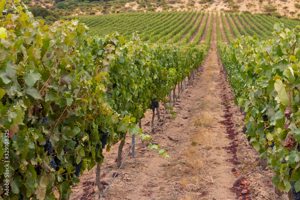 fazenda da vinícola na cordilheira dos Andes no Chile