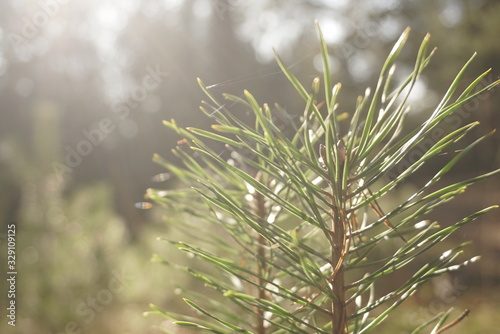 young pine branches in sunlight