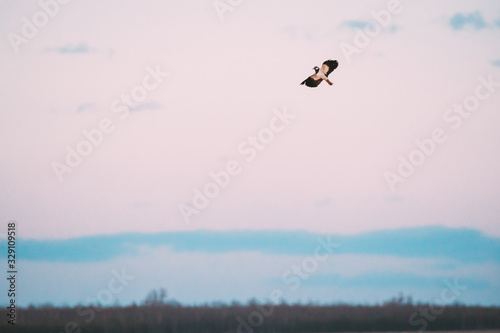 Belarus. Wild Bird Northern Lapwing Vanellus Vanellus Flying In Sky