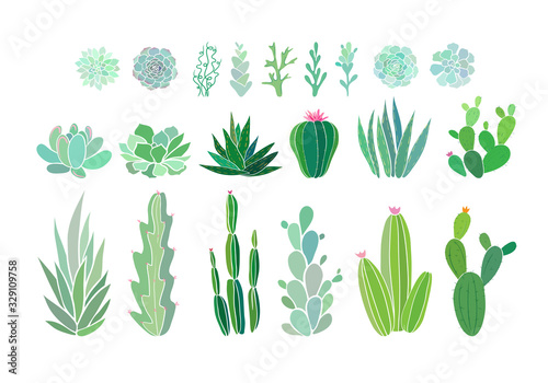 Cactus and succulent plants isolated on white. Vector illustration with evergreen succulent flowers. Aesthetic floral clip art. Vector EPS 10 illustration.