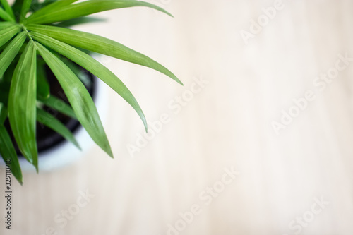 Green flat lay palm leaf branches on white wooden planks background. Room for text  copy  lettering.