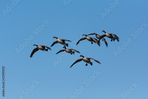 Wallpaper Mural Group of Canada Geese descending towards a pond Torontodigital.ca