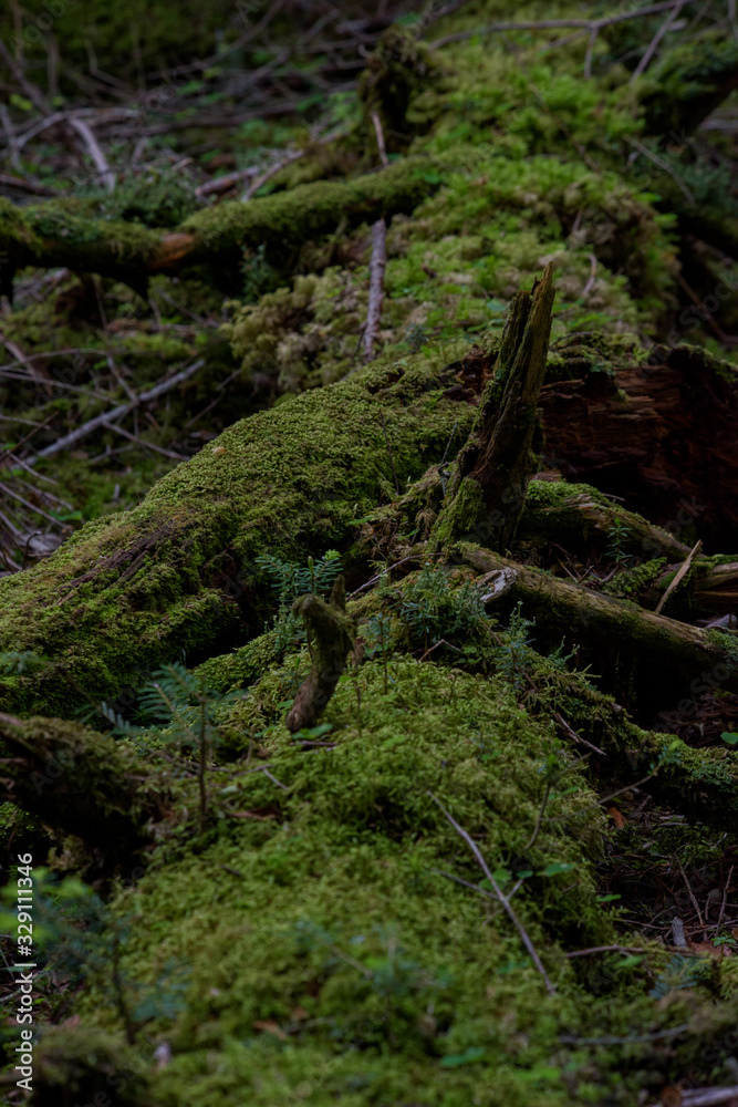 苔の森 苔の森