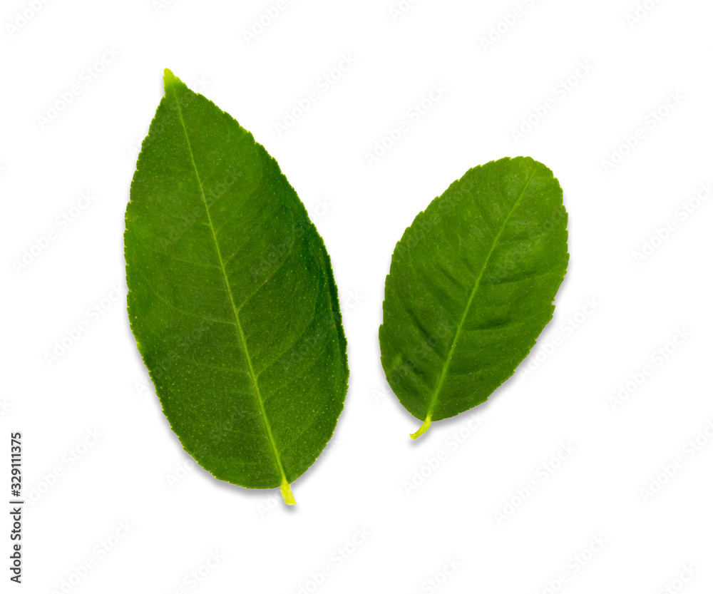 Lemon leaf isolated on white background Lemon leaf isolated on white background