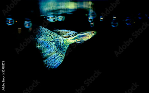 Beautiful and colorful guppy isolated in black background.