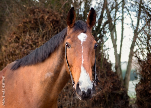 Horse headshot