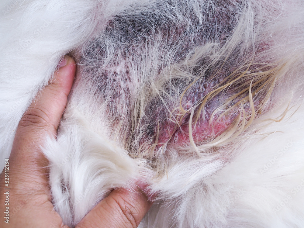 Nappy Rash Dog Dermatitis is a rash disease found in dogs. Photos | Adobe Stock